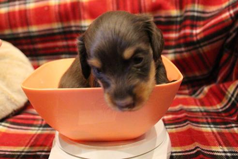 成約済の愛知県のカニンヘンダックスフンド(ロングヘアード)-64890の9枚目