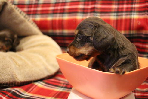 成約済の愛知県のカニンヘンダックスフンド(ロングヘアード)-64890の8枚目