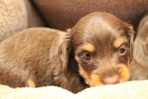 成約済の愛知県のカニンヘンダックスフンド(ロングヘアード)-64890の7枚目