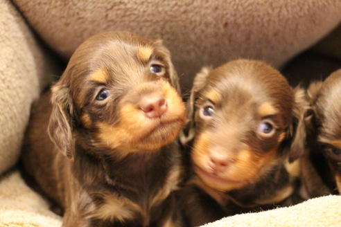 成約済の愛知県のカニンヘンダックスフンド(ロングヘアード)-64890の6枚目