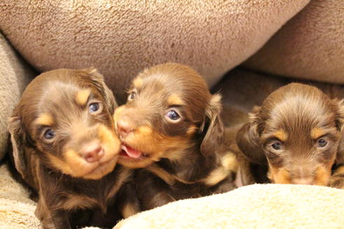 成約済の愛知県のカニンヘンダックスフンド(ロングヘアード)-64890の5枚目