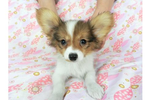 成約済の千葉県のパピヨン-62928の3枚目