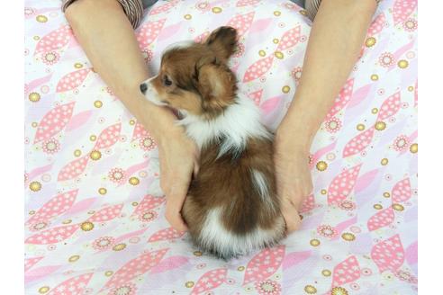 成約済の千葉県のパピヨン-62928の2枚目