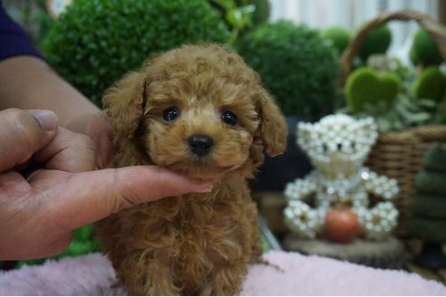 成約済の京都府のティーカッププードル-65769の1枚目