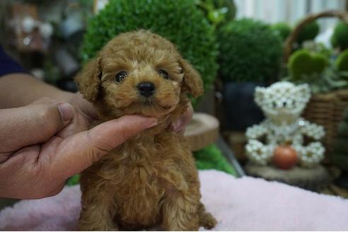 成約済の京都府のティーカッププードル-65769の3枚目