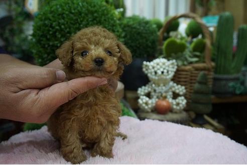 成約済の京都府のティーカッププードル-65769の2枚目