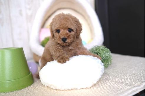 成約済の滋賀県のトイプードル-64880