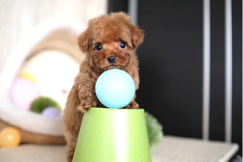 成約済の滋賀県のトイプードル-64881