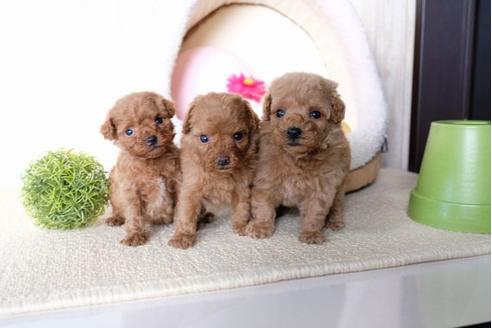 成約済の滋賀県のトイプードル-64881の4枚目