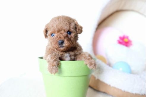 成約済の滋賀県のトイプードル-64881の3枚目