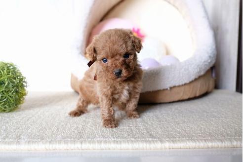 成約済の滋賀県のトイプードル-64881の2枚目