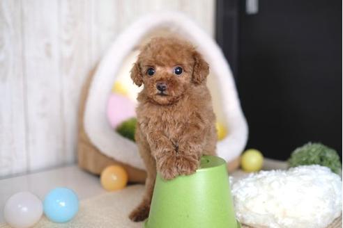 成約済の滋賀県のトイプードル-64882の1枚目