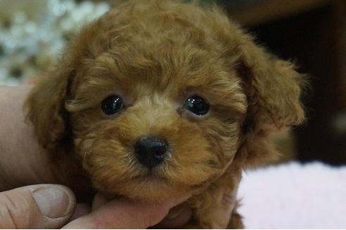 成約済の京都府のティーカッププードル-65776の1枚目