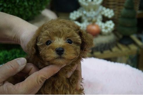 成約済の京都府のティーカッププードル-65776の5枚目