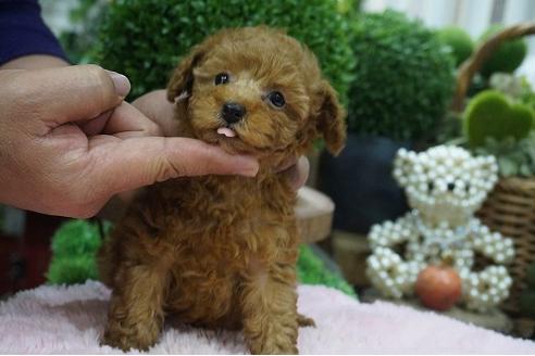 成約済の京都府のティーカッププードル-65776の4枚目