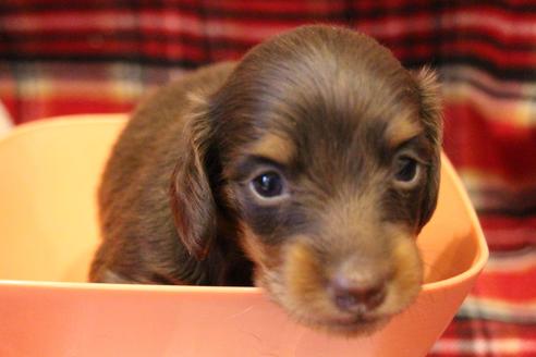 成約済の愛知県のカニンヘンダックスフンド(ロングヘアード)-64842の16枚目