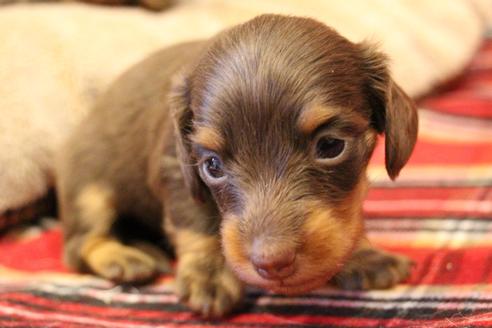 成約済の愛知県のカニンヘンダックスフンド(ロングヘアード)-64842の15枚目