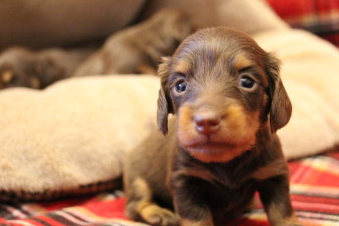 成約済の愛知県のカニンヘンダックスフンド(ロングヘアード)-64842の14枚目