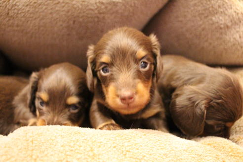 成約済の愛知県のカニンヘンダックスフンド(ロングヘアード)-64842の13枚目