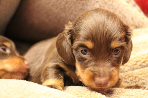 成約済の愛知県のカニンヘンダックスフンド(ロングヘアード)-64891の20枚目
