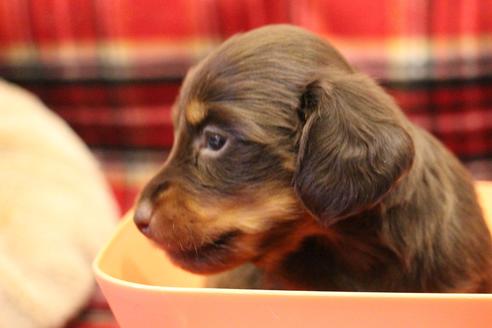 成約済の愛知県のカニンヘンダックスフンド(ロングヘアード)-64891の19枚目