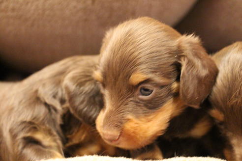 成約済の愛知県のカニンヘンダックスフンド(ロングヘアード)-64891の18枚目