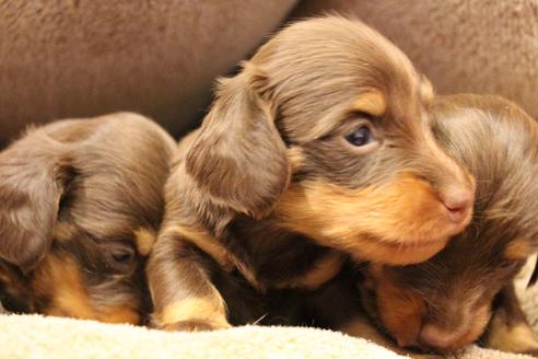 成約済の愛知県のカニンヘンダックスフンド(ロングヘアード)-64891の17枚目