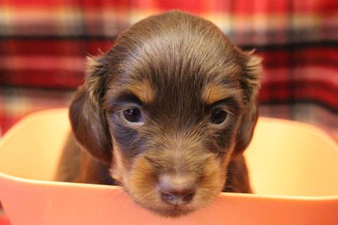 成約済の愛知県のカニンヘンダックスフンド(ロングヘアード)-64891の16枚目