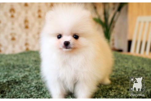 成約済の愛知県のポメラニアン-65786