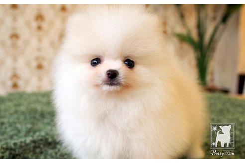 成約済の愛知県のポメラニアン-65786の8枚目