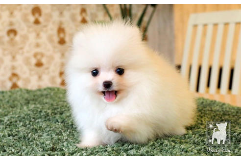 成約済の愛知県のポメラニアン-65786の7枚目