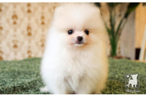 成約済の愛知県のポメラニアン-65786の6枚目