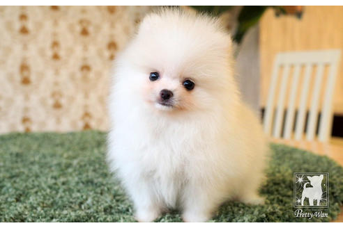 成約済の愛知県のポメラニアン-65786の5枚目