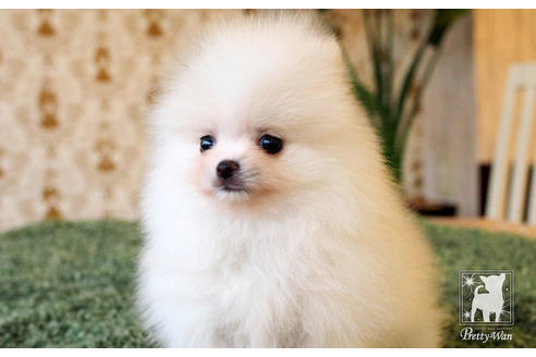 成約済の愛知県のポメラニアン-65786の4枚目