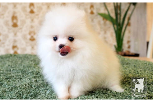 成約済の愛知県のポメラニアン-65786の2枚目