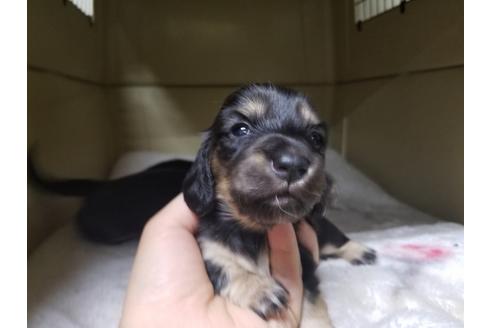 成約済の愛知県のミニチュアダックスフンド(ロングヘアード)-65560の1枚目