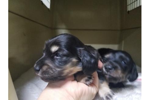 成約済の愛知県のミニチュアダックスフンド(ロングヘアード)-65560の3枚目