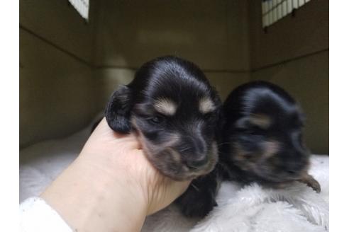 成約済の愛知県のミニチュアダックスフンド(ロングヘアード)-65560の2枚目