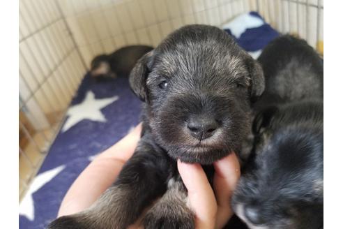 成約済の愛知県のミニチュアシュナウザー-65565の1枚目