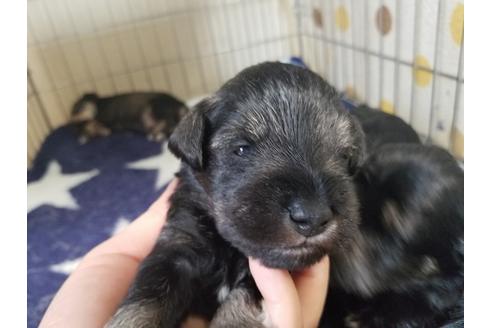 成約済の愛知県のミニチュアシュナウザー-65565の3枚目