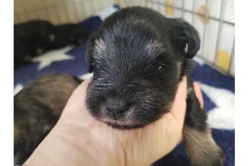 成約済の愛知県のミニチュアシュナウザー-65565の2枚目