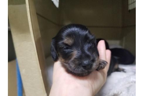 成約済の愛知県のミニチュアダックスフンド(ロングヘアード)-65561の1枚目