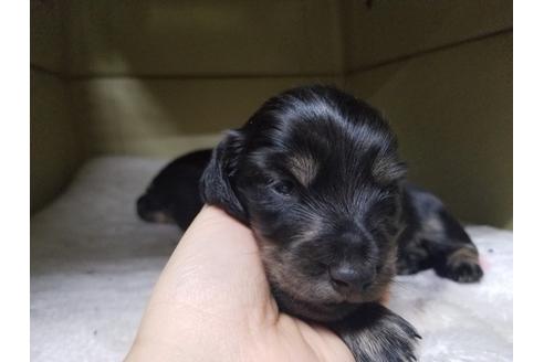 成約済の愛知県のミニチュアダックスフンド(ロングヘアード)-65561の3枚目