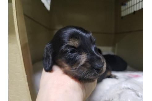 成約済の愛知県のミニチュアダックスフンド(ロングヘアード)-65561の2枚目