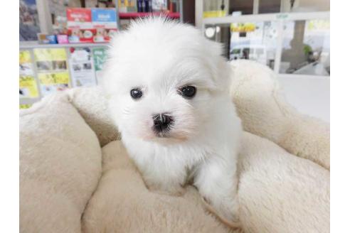 成約済の福岡県のマルチーズ-64937の1枚目