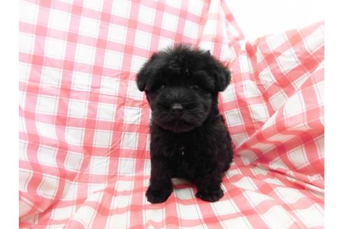 成約済の福岡県のミニチュアシュナウザー-65814の1枚目