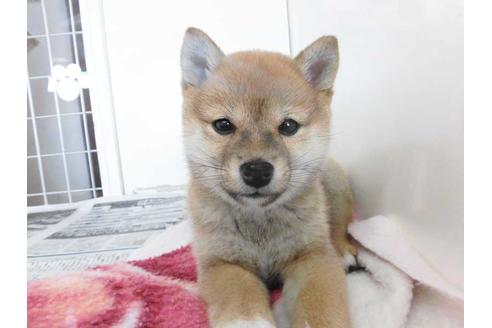 成約済の福岡県の柴犬-65815の1枚目