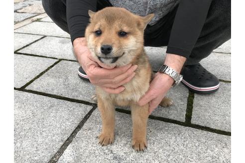 成約済の長崎県の柴犬-59801の5枚目