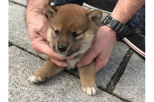 成約済の長崎県の柴犬-64827の5枚目