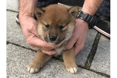 成約済の長崎県の柴犬-64827の4枚目